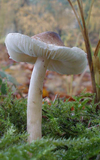 bedlička Lepiota sp.