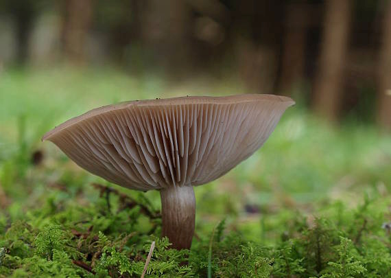 pôvabnica ružovkastá Lepista sordida (Schumach.) Singer