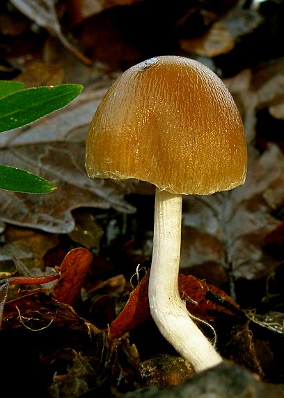 drobuľka Psathyrella sp.