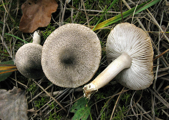 čírovka Tricholoma sp.