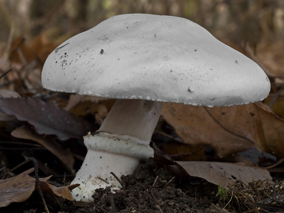 pečiarka Agaricus sp.