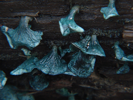 zelenica Chlorociboria sp.