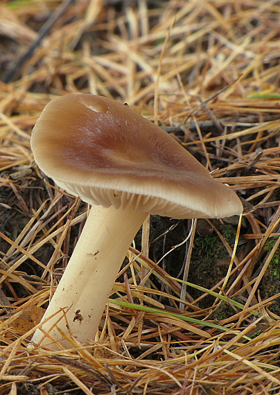 peniazovka Collybia sp.