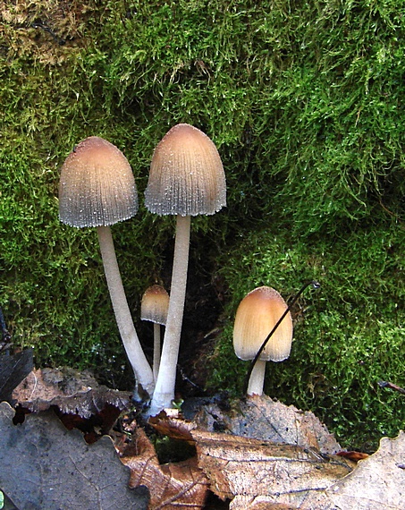 hnojník Coprinus sp.