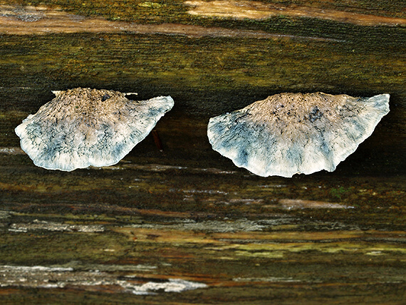 šťavnatec modrastý Cyanosporus caesius (Schrad.) McGinty