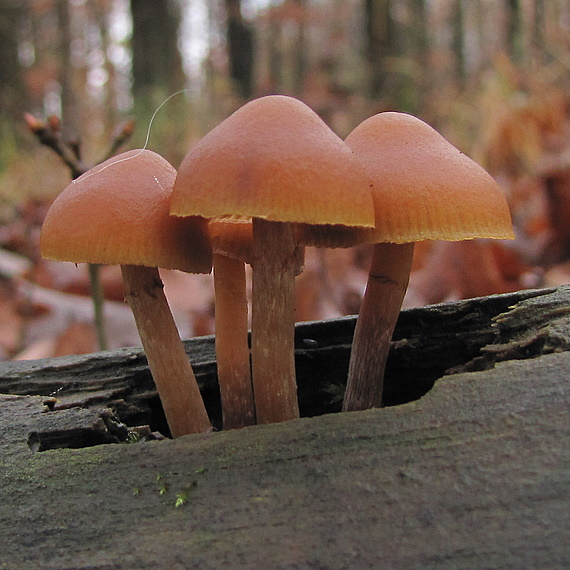 kapucňovka okrovohnedastá Galerina marginata (Batsch) Kühner