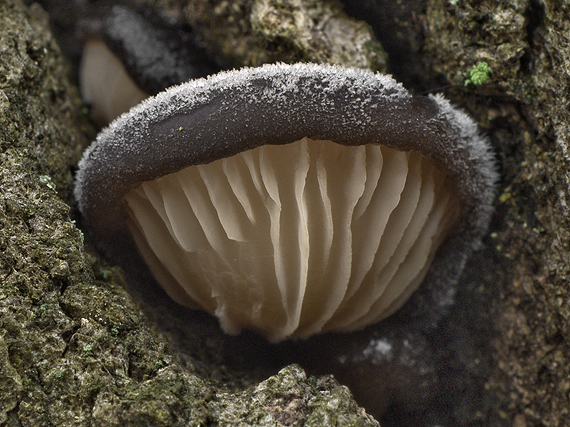 lastúrka modrastosivá ? Hohenbuehelia atrocaerulea var. grisea (Fr.) Singer