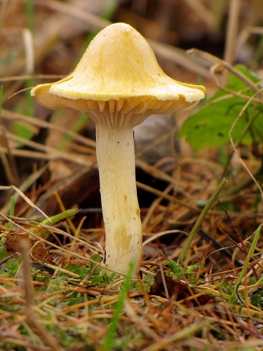 šťavnačka smrekovcová-šťavnatka modřínová Hygrophorus lucorum Kalchbr.