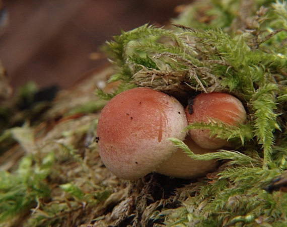 strapcovka tehlovočervená Hypholoma lateritium (Schaeff.) P. Kumm.