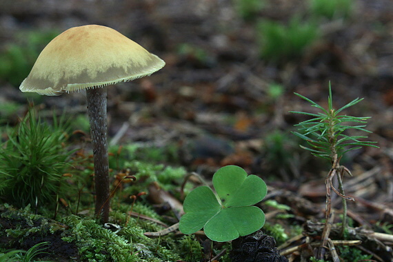 strapcovka Hypholoma sp.