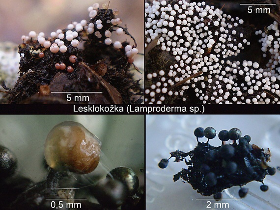 hlenka - lesklokožka blýsknavá  Lamproderma scintilans  ? (Berk. & Broome) Morgan