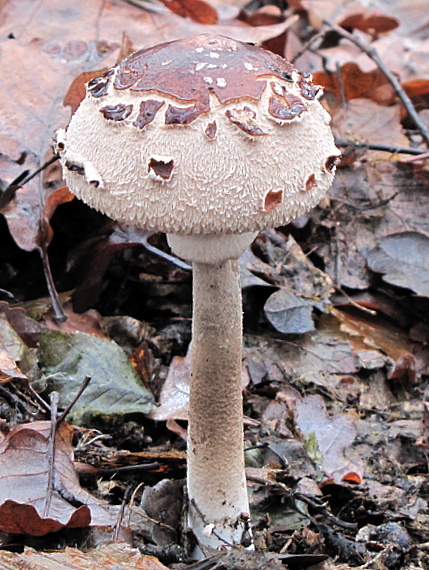 bedľa Konradova Macrolepiota konradii (Huijsman ex P.D. Orton) M.M. Moser