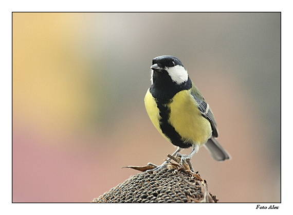 sýkora koňadra Parus major