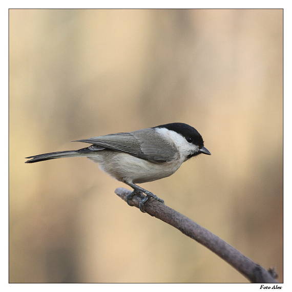 sýkora babka Parus palustris