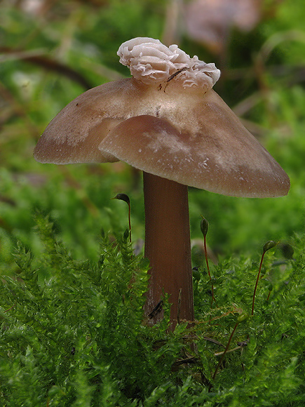 peniazovka maslová Rhodocollybia butyracea (Bull.) Lennox