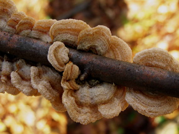 trúdnikovec Trametes sp.