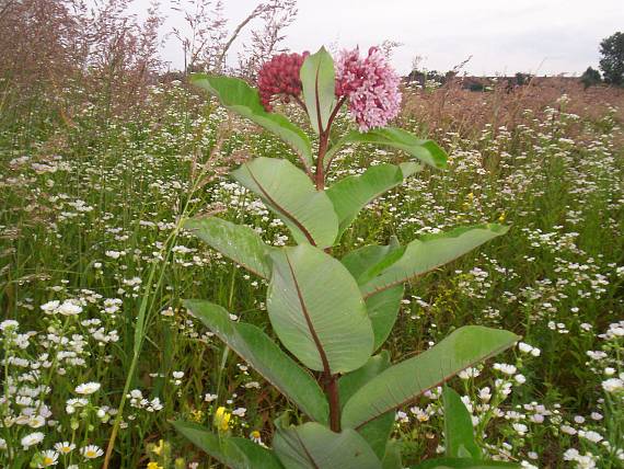 glejovka americká Asclepias syriaca L.