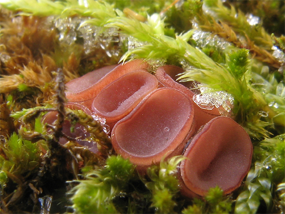 vrtidlovka Ascocoryne sp.