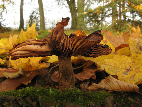 bazídiové huby Basidiomycota div.