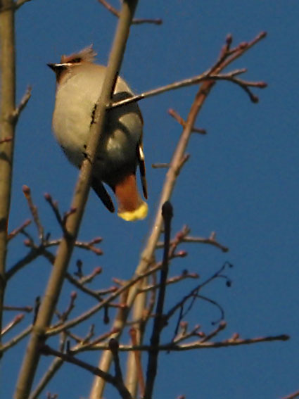 chochláč severský Bombycilla garrulus