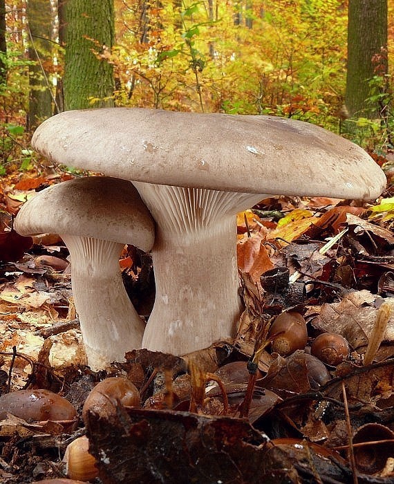 strmuľka inovaťová Clitocybe nebularis (Batsch) P. Kumm.