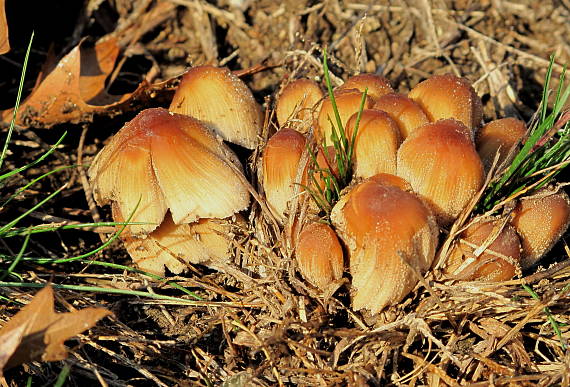 hnojník ligotavý Coprinellus micaceus (Bull.) Vilgalys, Hopple & Jacq. Johnson