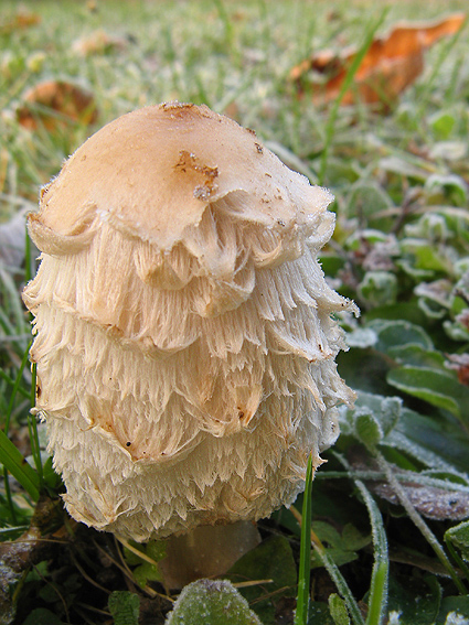 hnojník obyčajný Coprinus comatus (O.F. Müll.) Pers.