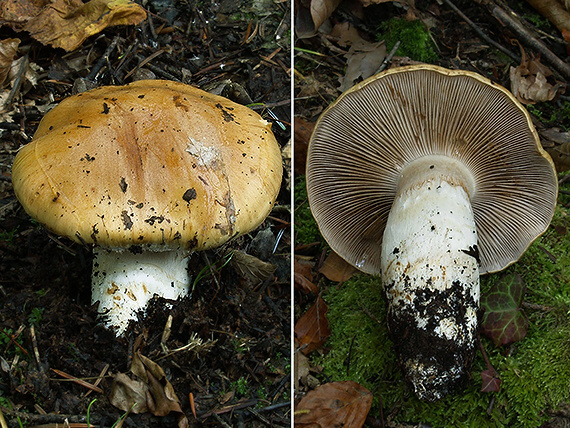 pavučinovec bielozávojový Cortinarius pseudoturmalis Bidaud & Moënne-Locc.