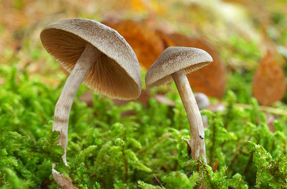 pavučinovec sp. Cortinarius sp.