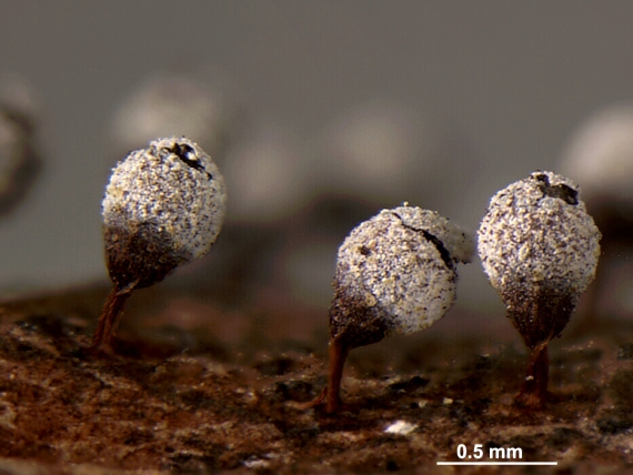 poháreček bělohlavý Craterium leucocephalum var. scyphoides (Cooke & Balf. f. ex Massee) G. Lister