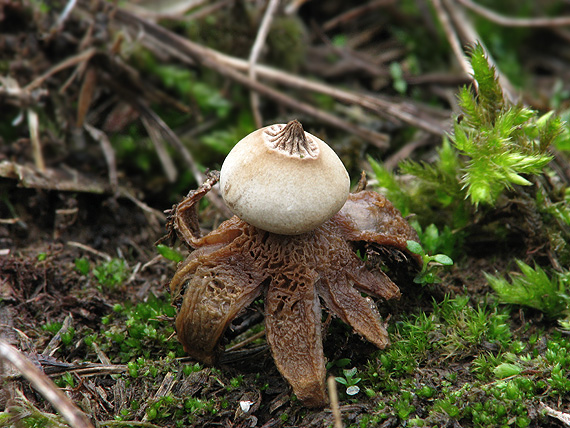 hviezdovka Schmidelova Geastrum schmidelii?