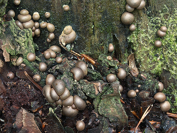 vlčinka červená Lycogala epidendrum (J.C. Buxb. ex L.) Fr.