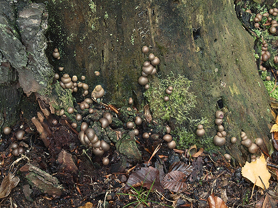 vlčinka červená Lycogala epidendrum (J.C. Buxb. ex L.) Fr.