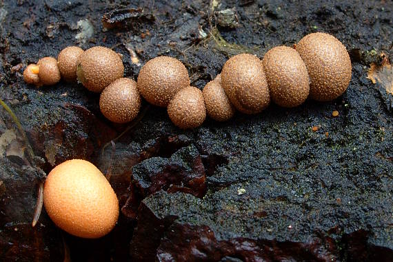 vlčinka červená Lycogala epidendrum (J.C. Buxb. ex L.) Fr.