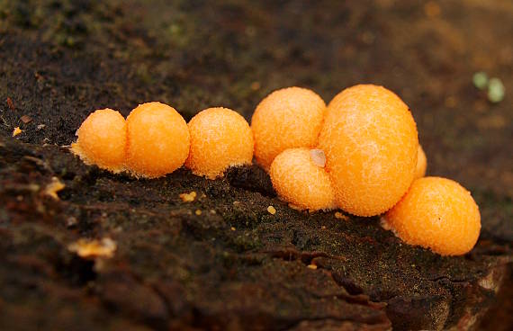 vlčinka červená Lycogala epidendrum (J.C. Buxb. ex L.) Fr.