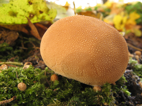 prášnica hruškovitá Lycoperdon pyriforme Schaeff.