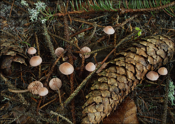 prilbička ružová Mycena rosella (Fr.) P. Kumm.