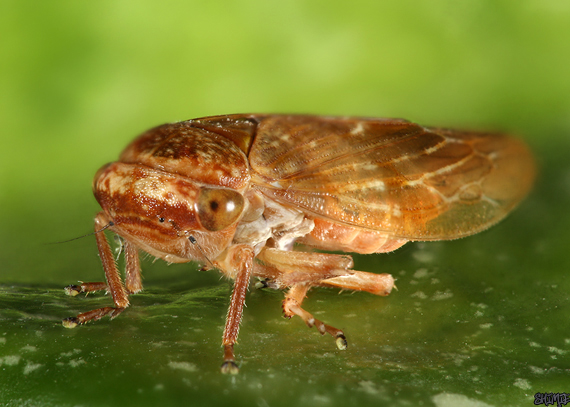 cikadka Oncopsis