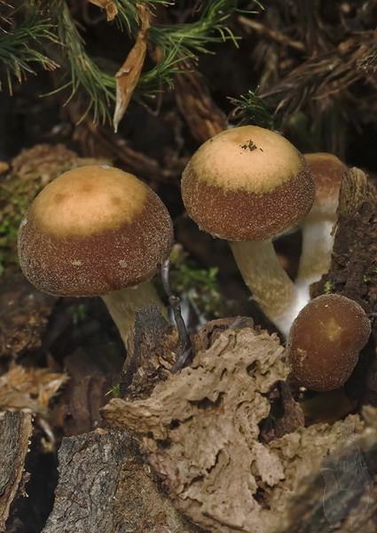 drobuľka Candolleova Psathyrella candolleana (Fr.) Maire