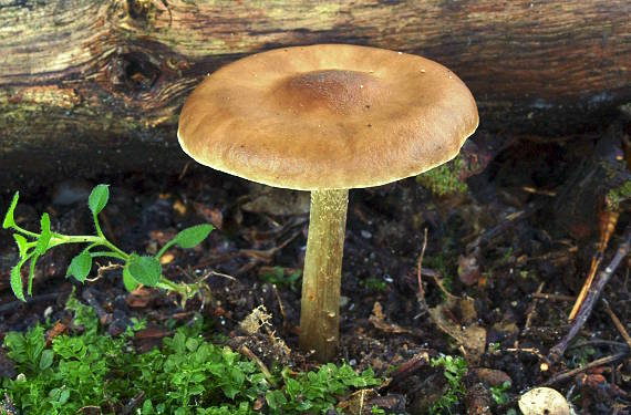 peniazovka maslová sivá? Rhodocollybia butyracea f. asema? (Fr.) Antonín, Halling & Noordel. (1997)