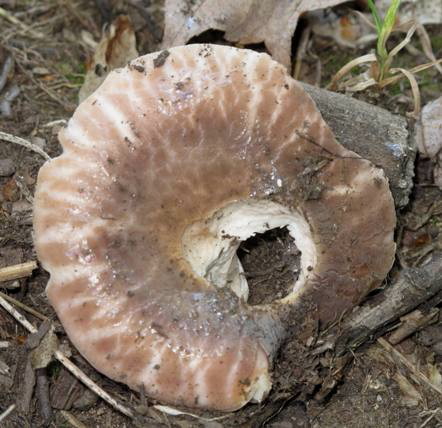 plávka Russula crustosa