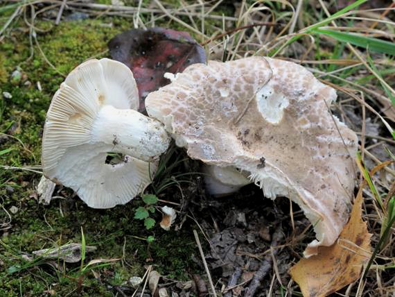 plávka Russula crustosa