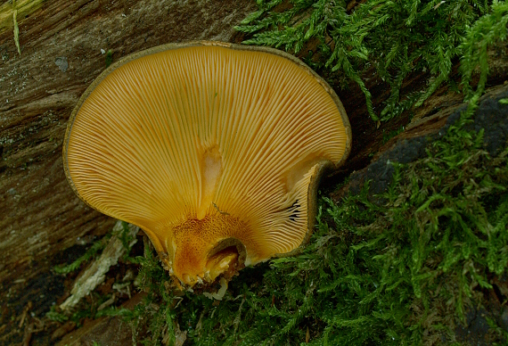 pňovka neskorá Sarcomyxa serotina (Pers.) P. Karst.