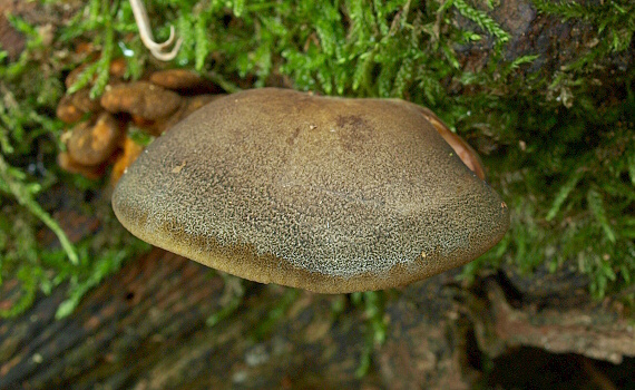 pňovka neskorá Sarcomyxa serotina (Pers.) P. Karst.