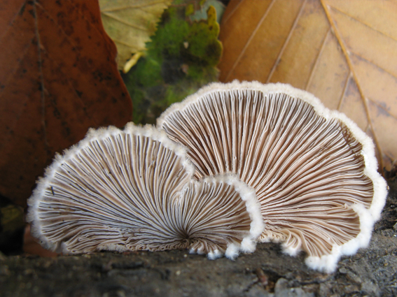 klanolupeňovka obyčajná Schizophyllum commune Fr.