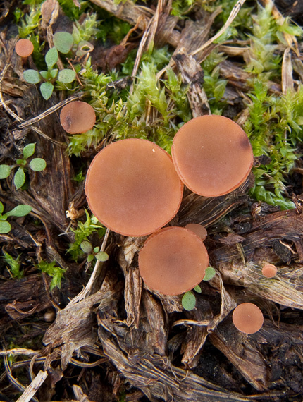 hľuznatka ďatelinová Sclerotinia trifoliorum Erikss.