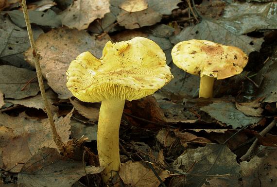 čírovka zelenkastá Tricholoma equestre (L.) P. Kumm.