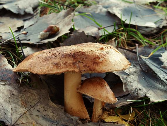 čírovka topoľová Tricholoma populinum J.E. Lange