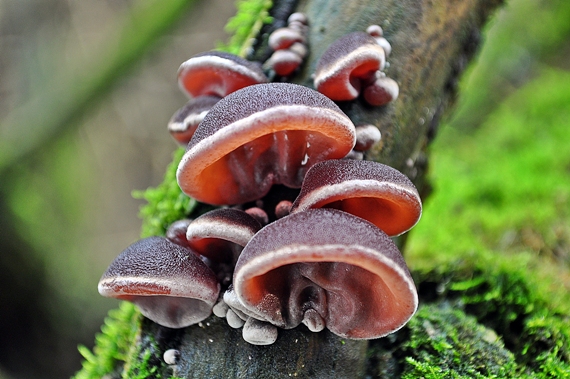 uchovec bazový Auricularia auricula-judae (Bull.) Quél.