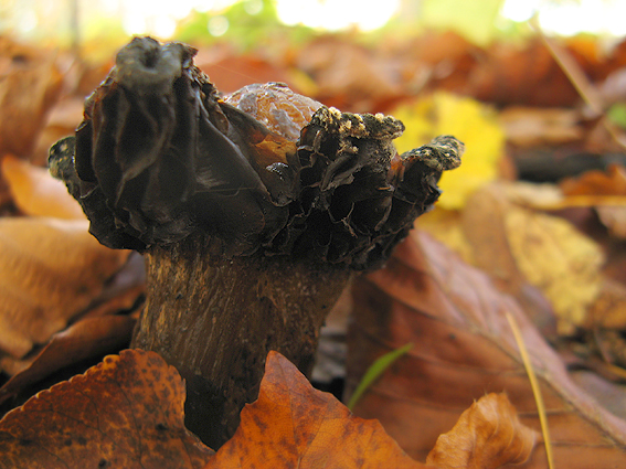 bazídiové huby Basidiomycota div.